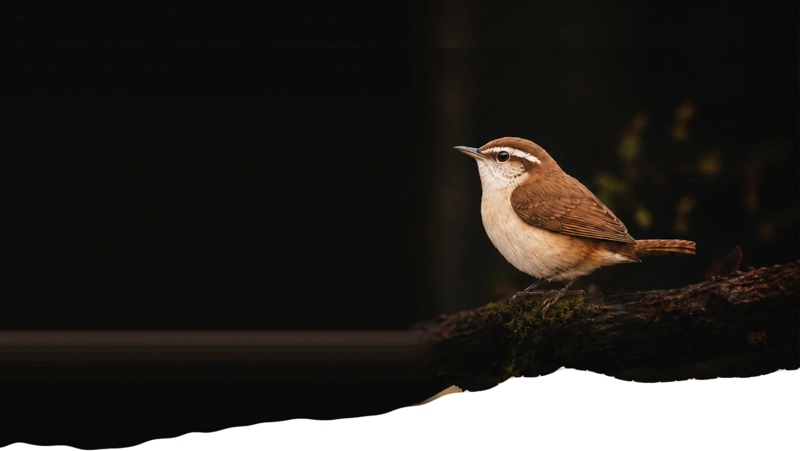 A Carolina wren on a mossy branch, in low evening light.